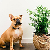 weua.social board category: Тварини та рослини